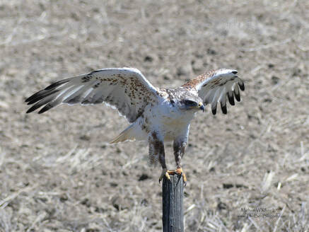 Ferruginous Hawk - Consul, SK        We were very lucky to great up close and personal with the largest hawk in North America. These beautiful pale birds are found on the grass lands of the continent eating just about everything that moves with gophers being a favorite. This bird was just settling down on the fence post outside of Consul Saskatchewan when we saw him.                 Michael W Klotz 2019 - www.TheBirdBlogger.comPicture