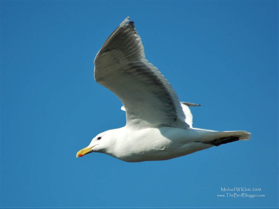 Glaucous-winged Gull, Richmond, Picture