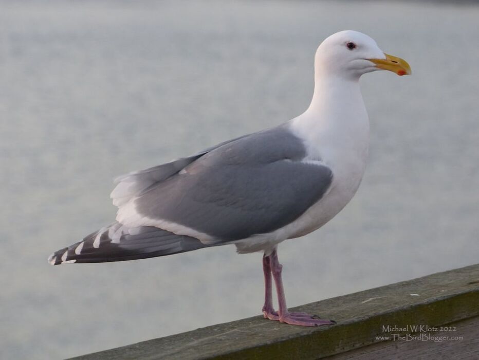 Glaucous-winged x Herring gull - White Rock, BCPicture