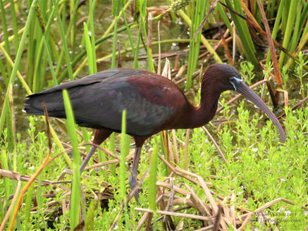 Glossy Ibis - Boynton Beach, FL       Glossy Ibis are waders with a long curved bill so they can probe the soft mud looking for critters that live there. They hunt by feeling movement with that long down curved bill and are quick snatch up anything that moves. Mostly this includes insects and their larvae, worms, snails and mussels, crabs and crayfish. Every so often fish, amphibians, lizards and snakes are on the menu as well. I have just recently found out that the ibises have been recently found to be more closely related to pelicans than storks. The magic of DNA.           Michael W Klotz - www.TheBirdBlogger.com