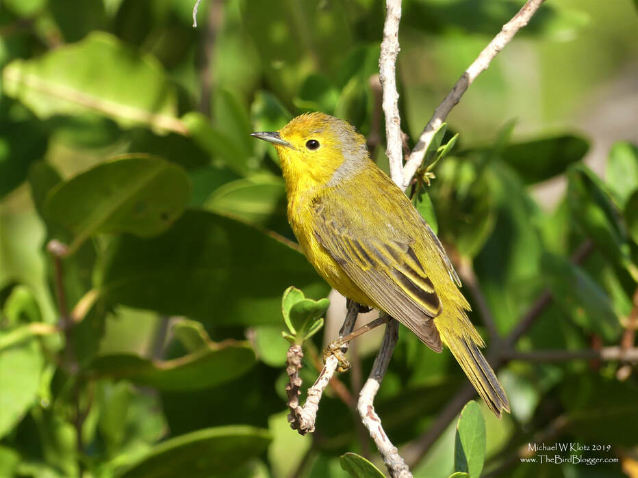 Yellow Warbler (Golden Warbler) - Varadero, CU        There are many versions of this little yellow warbler. This so happens to be the version that lives in the mangroves from Florida south to Columbia, including a good portion of the Caribbean islands. The chestnut cap is the trademark of the 