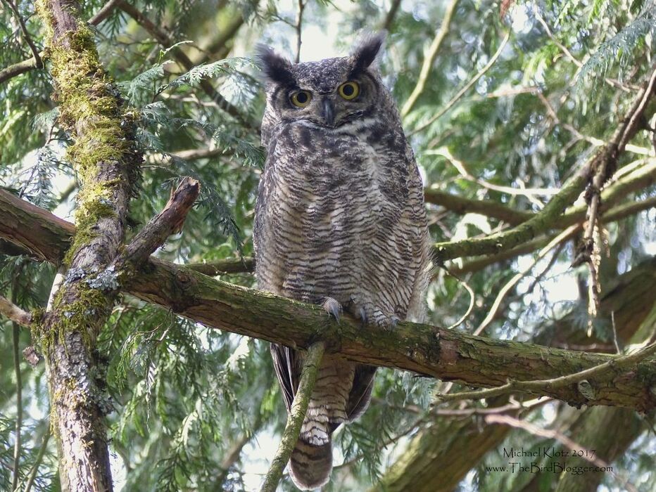 Great Horned Owl - Langley  Owls are always a favorite of mine to see. This particular Great Horned variety had a mate in the cedar next and up the tree. These birds are some of the most efficient hunters in North America and are found in almost every ecosystem. Each ecosystem shapes the owls that live there so that the great horned owls that live in the dessert are very light and less streaked like our Pacific North West are. These birds are living in a woodlot near the Nicomekl River.     Michael Klotz - www.TheBirdBlogger.com Picture