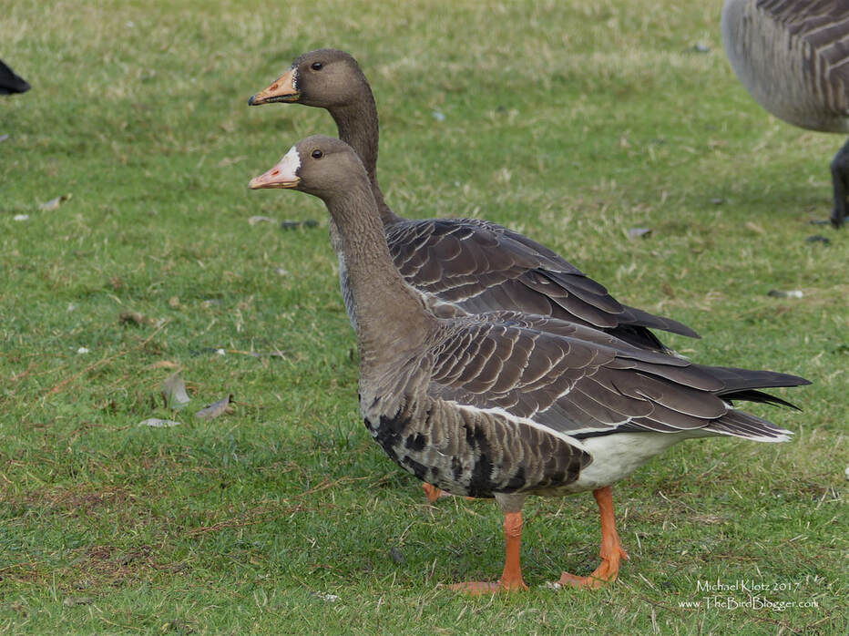 Greater White-fronted Goose - Burnaby, BC     The White-fronted part of this goose's name is pretty obvious in the adult birds. (front) This goose breeds in the high Arctic in the summer and winters in in the inland valleys of the Western States and in Mexico, Texas and Louisiana. They are sometime seen in flocks of Canada Geese and are not quite as easy to see as you would think. These geese were hanging out with Canadian and Cackling Geese in the Burnaby Lake Fields just west of the lake.     Michael Klotz - www.TheBirdBlogger.com Picture