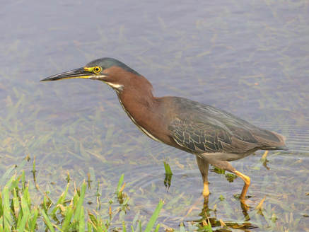Green Heron - Ft. Lauderdale, FL       Obviously the bird is used to people being close as he was walking around within several dozen people in the center of Hillsboro Inlet Park. In the dry season this lawn is high and dry but this small heron was checking for goodies along the edge of a new pond from the spring rains.          Michael W Klotz - www.TheBirdBlogger.com Picture