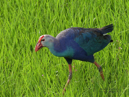 Grey-headed Swamphen - Boyton Beach, FL        The Grey-headed swamphen is a rather chunky member of the rail/gallinule family that originates from south east Asia. There were several that were claimed to be escapees in the everglades and have been very successful in the area of South East Florida. Too successful in relation to the local population of birds that live within the same range. Invasive species are the largest reason for the decline of some species today. These threats are usually due to competition  for nesting habitat or food and sometimes the spread of disease as is the case of Hawaiian birds.            Michael W Klotz - www.TheBirdBlogger.com Picture