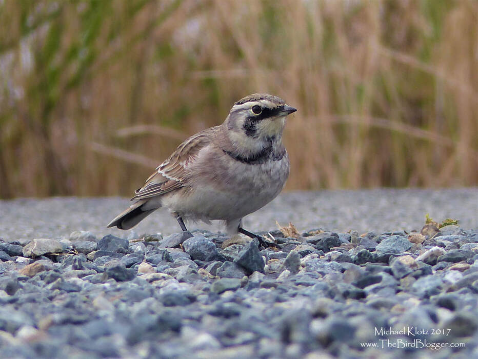 Horned Lark - Richmond, BC     During the fall, Horned Larks lose their 