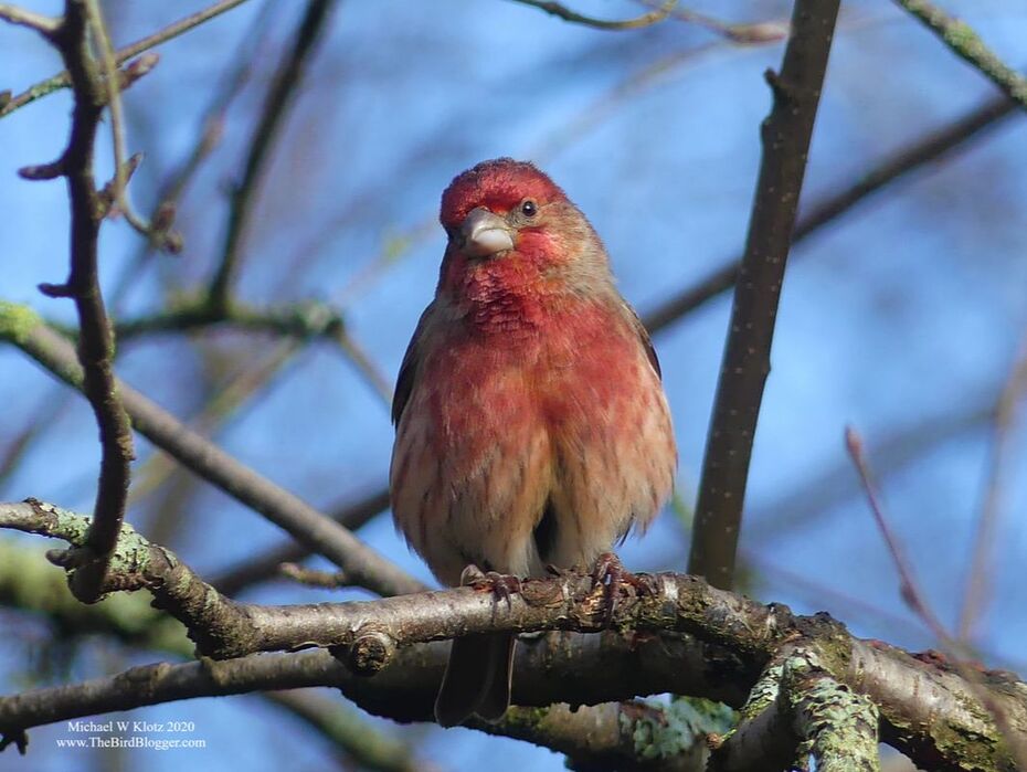 House Finch - Richmond Nature Park, BC          Male House finch are extremely handsome in the spring with their fresh coat of red paint and his melodic song. They are common around urban areas hitting up feeders in small groups. They are found in every state save Alaska these days, but that was not always the case.  They were a western bird up until the 1950's when they were released on the Eastern Seaboard. They very quickly expanded their range and now are found across the majority of North America.                   Michael W Klotz 2020 - www.TheBirdBlogger.comPicture