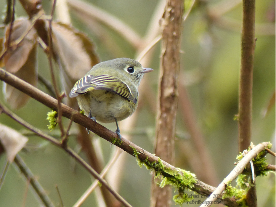 During the Brea Island Bird Count in Derby Reach Park, a vocal year round resident was hunting for food among the Cedar and Fir trees. The group received a very nice look at the non-descript little Vireo. This bird has a doppelganger that is a little more wide spread call the Ruby-crowned Kinglet. They resemble each other so closely that only minute differences like the width of the beak and the bar on the wing are the only way to tell. This was taken in the Township of Langley, along the Fraser River.   Michael Klotz - www.TheBirdBlogger.com, Picture