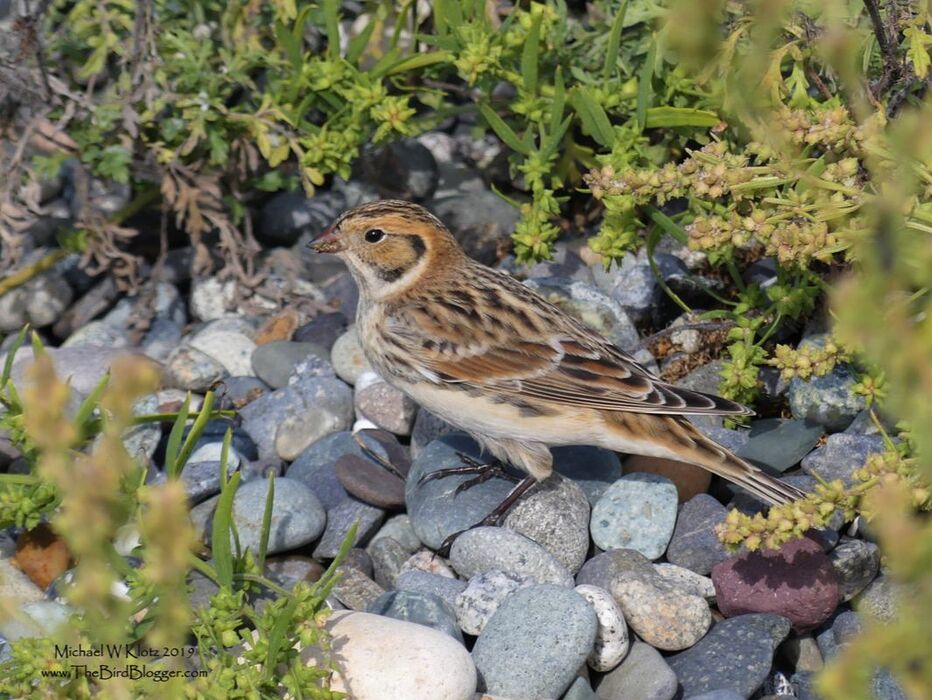 Lapland Longspur on the Rocks - Tsawwassen, BC          Every year several of these Arctic summer residents make the stop on the Tsawwassen Ferry Jetty on their way to southern climates. The transformation of these birds from breeding colors to this mottled tan, black and white is to protect them in their wintering grounds. During the summer they are much more striking. Here is a Male Lapland Longspur in Nome, AK as photographed from a friend on Flicker.               Michael W Klotz 2019 - www.TheBirdBlogger.com Picture