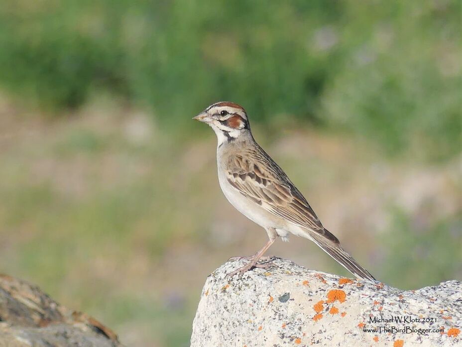 Lark Sparrow - Chopka, BC             One of the hottest places in Canada is the road that leads to the Nighthawk Border Crossing from British Columbia to Washington State. Along this road you can find birds found no where else in the province due to its desert climate and sagebrush habitat. The Lark Sparrow is one of those birds that live in this very specific area. This was part of a pair busily collecting insects, mostly grasshoppers, for the young hidden away near a pile of granite boulders.              Michael W Klotz 2021 - www.TheBirdBlogger.com Picture