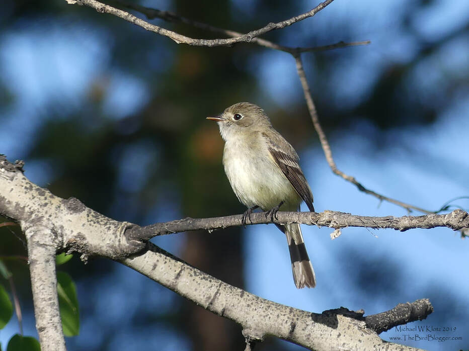Least Flycatcher - Meadow Lake, BC        For those people who aren't hard core birders this, along with several other small flycatchers are very hard to tell apart. The best way to tell is by the difference in voice. The onomatopoeic version of this Least Flycatcher voice is a quick 