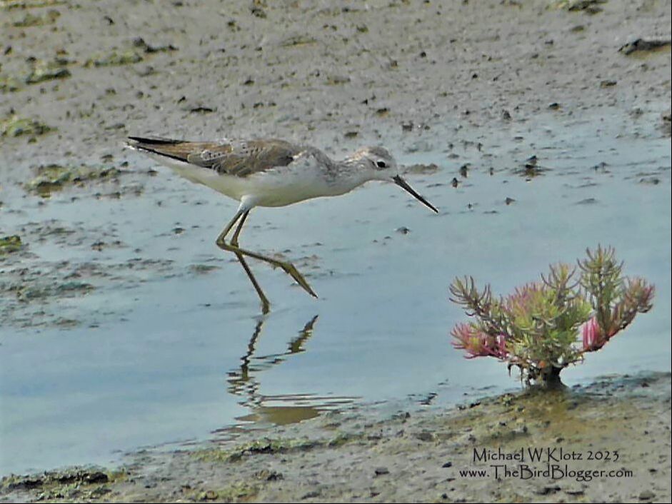Marsh Sandpiper - Khok Kham, TH         In the mud paddies of Ban Sahkon, Thailand, many shorebirds find their home here for the winter among the salt pans. This is where sea water is flooded into the shallow beds and then evaporated off countless times. The shallow sometimes watery 