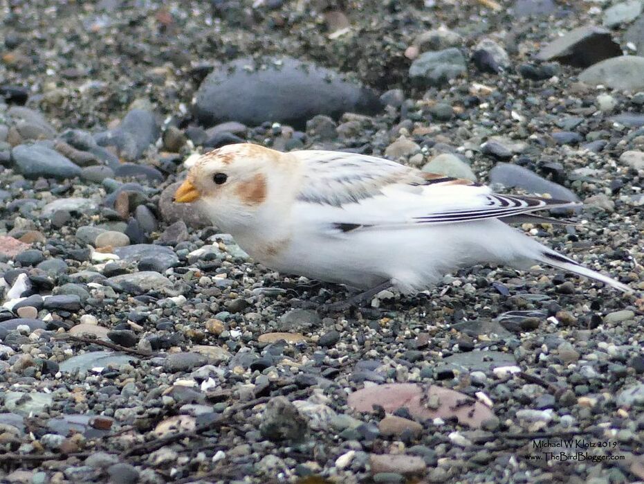 McKay's Bunting - Tsawwassen, BC            During a quick drive by on the Ferry Jetty in Tsawwassen, we came across a very pale Snow bunting. Not being familiar with the female McKay's we carried on with the sighting listed as a Snow. Liron Gertzman contacted me a couple days later and suggested the bird as a McKay's so we compared notes and photos and he passed along the info to our resident rare bird expert, Melissa Hafting. Mel contacted a couple of the known experts on the subject and to all of our surprise, we were confirmed with a McKay's. Please see the details of Mel's research here.               Michael W Klotz - www.TheBirdBlogger.com Picture