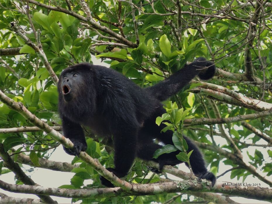 Mexican Black Howler Monkey  El Pilla, BZ  Howling across the jungle from the tops of an old ruin. Picture