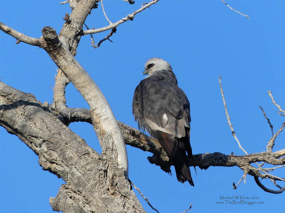 Mississippi Kite - The Blue Hole, NM   Picture