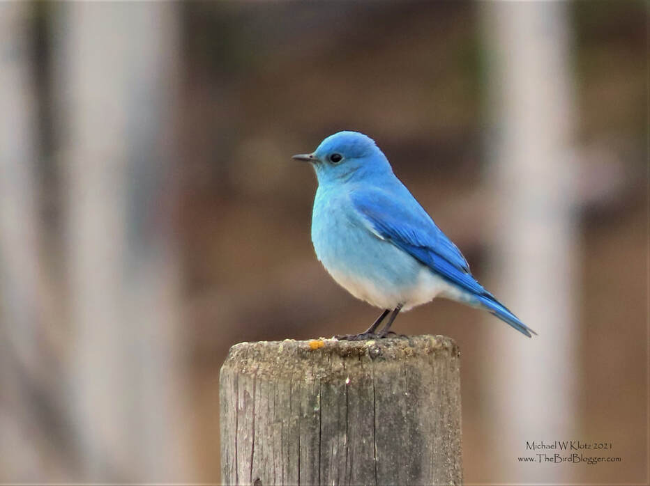 Mountain Bluebird - Call Lake, BC        One of the first birds to arrive on any open field in BC are the Mountain Bluebirds. We have seen pairs looking for their next meal in the spring snow. This male was calling from fenceposts along Telkwa High Road with the dainty mews that are signature of the Bluebirds. These hardy little songbirds can be found as far north as the western interior of Alaska in the summer and winter as far south as Mexico. This birds will come to a feeder if you are willing to put out cut worms!             Michael W Klotz 2021 - www.TheBirdBlogger.com Picture
