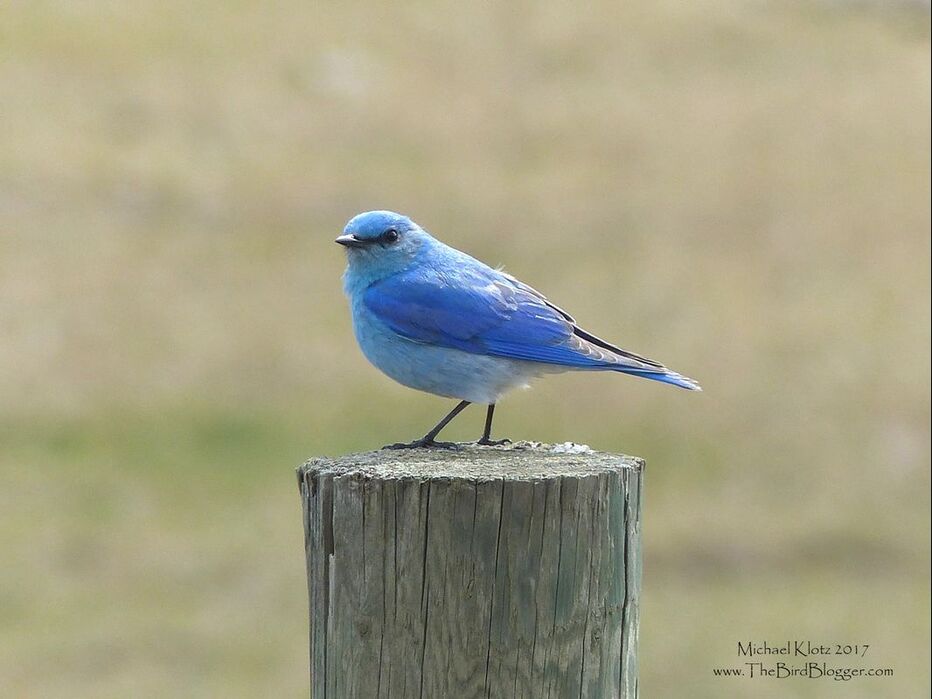 Mountain Bluebird - Along the north side of the Thompson River there are some great farm fields and fence posts. In the spring and summer the Bluebirds flycatch from these posts and make great subjects. In BC there was a great decline of bluebird numbers due to House Sparrows, Starlings, and Raccoons, among other things. A great many people have put substantial effort into the return of nesting birds. Here is a link for just such a group.     Michael Klotz - www.TheBirdBlogger.com Picture
