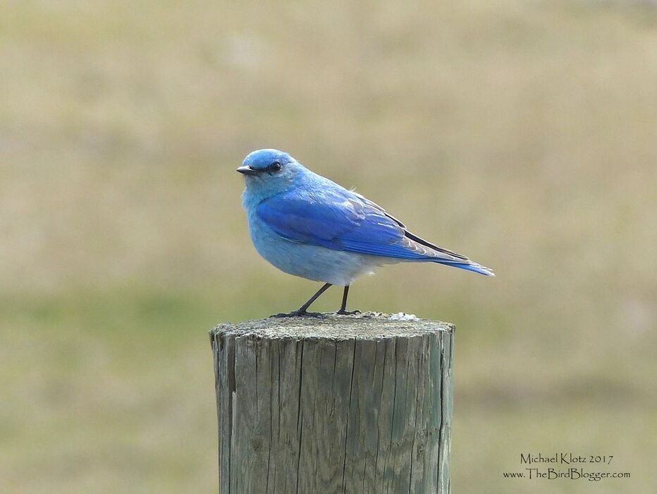 Mountain Bluebird - Along the north side of the Thompson River there are some great farm fields and fence posts. In the spring and summer the Bluebirds flycatch from these posts and make great subjects. In BC there was a great decline of bluebird numbers due to House Sparrows, Starlings, and Raccoons, among other things. A great many people have put substantial effort into the return of nesting birds. Here is a link for just such a group.     Michael Klotz - www.TheBirdBlogger.com Picture