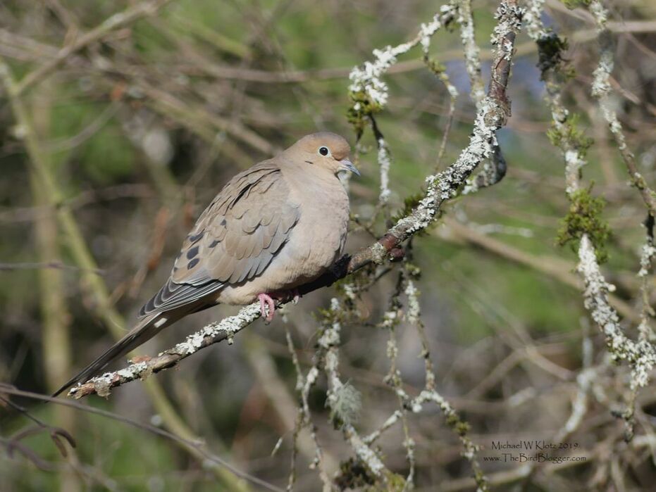 Mourning Dove - Richmond, BC         We don't get Mourning doves often here in Vancouver and we certainly don't expect to see them at below freezing temperatures. There are three wintering over at the Richmond Nature Park where the nature house puts out seed for all manor of birds. The lichen and moss really make the shot of this rare winter visitor.             Michael W Klotz - www.TheBirdBlogger.com  Picture