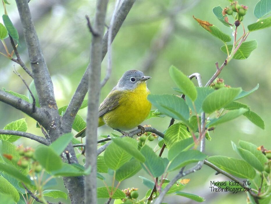 Nashville Warbler - Malakwa, BC - Along the Eagle River valley along the forestry roads, there are an abundance of birds. This particular flavor of warbler is not as common in my neck of the woods. The song of this little guy had me curious, so I followed it into the Saskatoon bushes along to road to find it quite content singing away. The redish cap is just visible in this shot if you squint just right.  Michael Klotz - www.TheBirdBlogger.com Picture