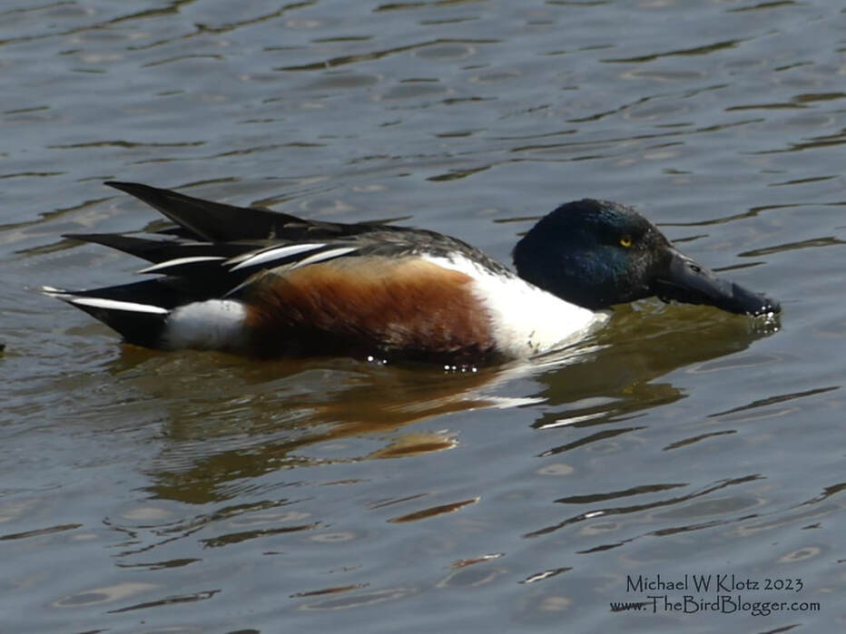 Northern Shoveler - Sakatagaike Park, JP        Narita Japan is very similar to Vancouver Canada and this bird is a staple in both locations. The widened bill is specialized for skimming the surface of the water for the small organisms and seeds that are floating on the surface. They always have reminded me of Whirligig beetles swirling around in circles together. Sometimes this looks like they are following each other like they are connected with a string.             Michael W Klotz - www.TheBirdBlogger.com