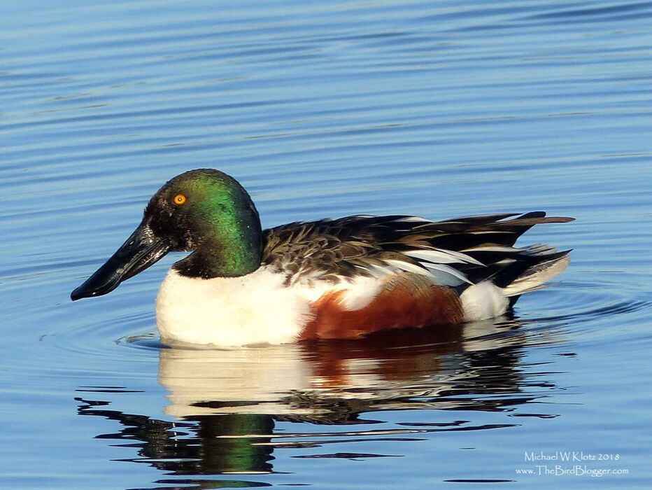 Northern Shoveler - Surrey, BC    This large flat billed duck is a specialized feeder who spends most of the day with the tip of its bill in the water sifting through the small plants and animals that live in the top of the water column. Its not uncommon for them to be seen looking like whirly gig beetles on top of the water. This particular bird was in the ponds on the east side of Serpentine Fen with a mate at sunset. This birds are closely related to mallards but the bill is unmistakable.         Michael W Klotz - www.TheBirdBlogger.com
