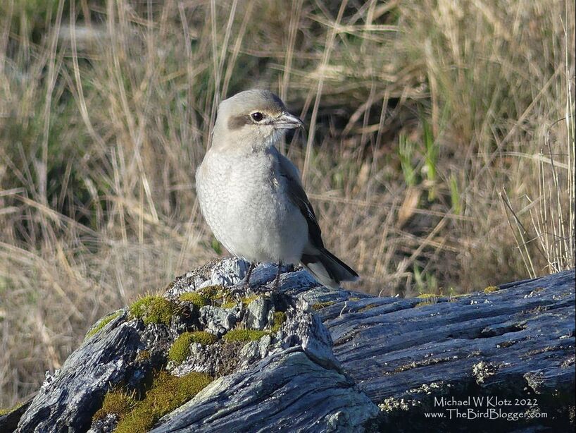 Northern Shrike - Boundary Bay, BC        On a late day in April a walk along the Sand dunes of Boundary Bay Park I bumped into a juvenile Northern Shrike hunting among the fallen and moss covered logs. Shrikes may look like a grey robin, but in reality they are a hunter for certain. If you ever want to know what kind of food a bird eats, you just have to look at his beak. If you look closely to the end of this guys beak, you can see a definite curved hook which is for securing prey. Once in their summer or winter territory which they have chosen with a spikey plant or fence, on which, they leave their prey for a time when hunger calls.                     Michael W Klotz 2021 - www.TheBirdBlogger.com