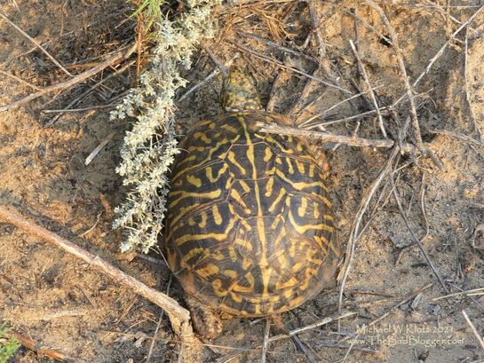 Ornate Box Turtle - Garden City, KS      During an early morning search for Prairie chickens outside of Garden City, Kansas, we came across a bump in the road that didn't look quite right. It turned out to be an Ornate Box turtle. These little guys are found in the grasslands of the great plains. They are endangered and are definitely in need of some help. We helped this one turtle by getting off the road and back into the Sand Sage.  They are one of 6 species of box turtles in the USA with the others found here.           Michael W Klotz - www.TheBirdBlogger.com Picture