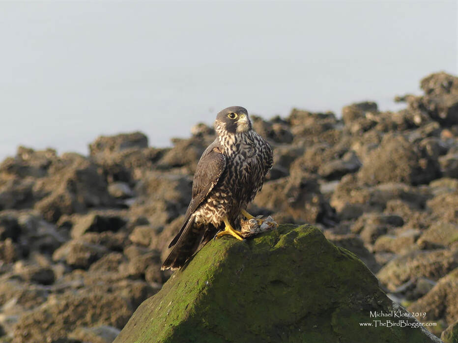 Peregrine Falcon - Iona Island, BC          I was out early in the morning heading to the end of the Iona jetty looking for a rare bird with several other local bird nerds and came across this beautiful Peregrine Falcon. She was out hunting as i came down the jetty and by the time I made it to her perch, she has caught breakfast. Peregrine falcons have been said to be the fastest animals in the world with a top speed of 240 mph in a full dive.               Michael W Klotz 2019 - www.TheBirdBlogger.com Picture