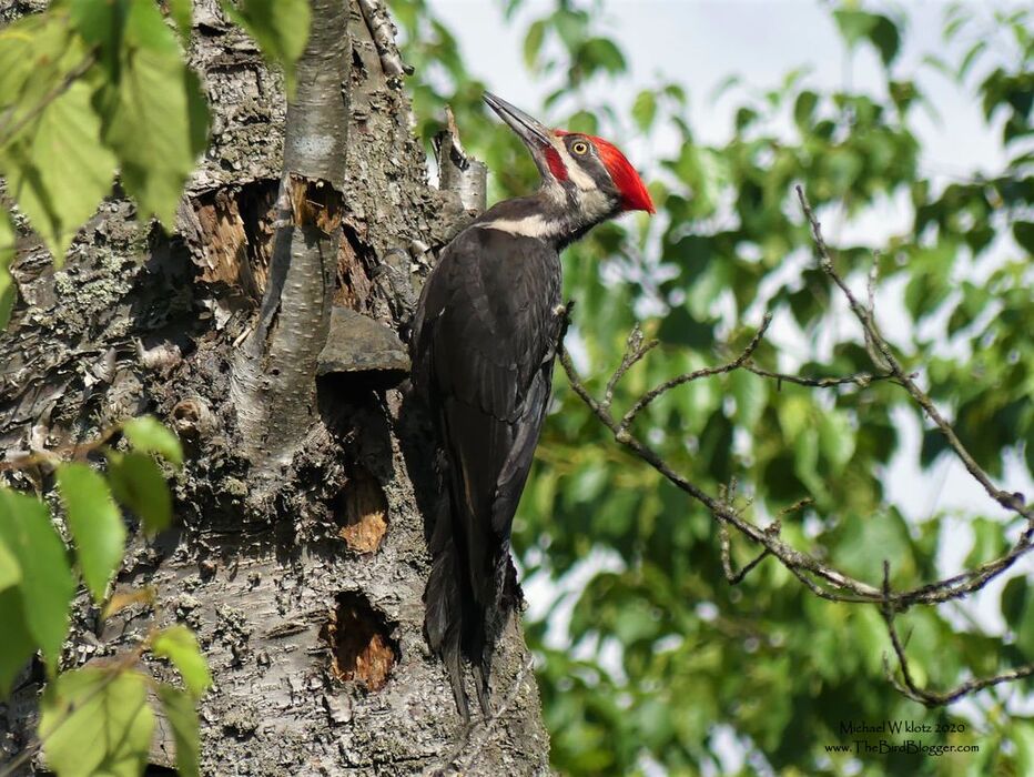 Pileated Woodpecker - Burnaby Lake, BC         Our biggest woodpecker here in North America is a resident of the swampy areas of Burnaby Lake. The Pileated wooodpecker is crow sized but can be difficult to spot sometimes perched up against the higher section of tree trunks, but all bets are off when they start dismantling the wood looking for food. The chips can fly with little effor when that large well-shaped beak gets put to work.               Michael W Klotz 2020 - www.TheBirdBlogger.com Picture