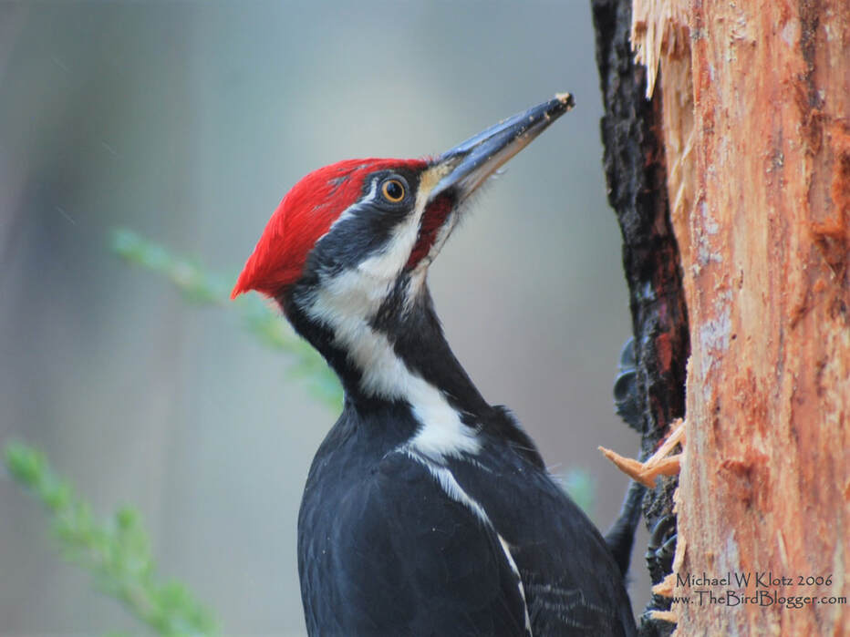 Pileated Woodpecker - Stanley Park, BC       Nice close up of this magnificent bird making short work of this stump in Stanley Park, Vancouver. This one was a very good subject as I walked down the path towards the Siwash Rock. Michael W Klotz 2006 www.TheBirdBlogger.com 
