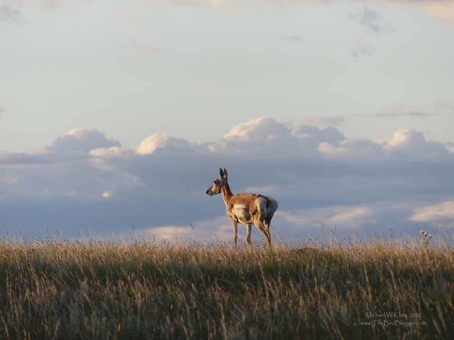 Pronghorn - Irvine, AB           An early morning trip to the southern border of Alberta and Saskatchewan had us looking at one of the only member left of the Pronghorn Family but its closest living relative is alive an well in Africa. Believe it or not, they believe that the Pronghorn is the Giraffe. These fast runners are however not related to the antelope of Africa even though they are sometimes called Pronghorn Antelope. This female was in the short-grass prairie just southwest of Irvine, AB.             Michael W Klotz - www.TheBirdBlogger.com Picture