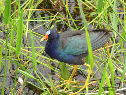 Purple Gallinule - Boynton Beach, FL       Purple in the swamps of South West USA is not a common thing to see, but this handsome bird with the candy corn beak is one of those that sticks out as memorable. This parent was feeding several young in the tall grass just off the boardwalk. One of the other notable things about this bird is the giant feet. The long toes allow it to spread the weight of the bird over a larger area allowing it to walk on the reeds and aquatic vegetation.          Michael W Klotz - www.TheBirdBlogger.com Picture