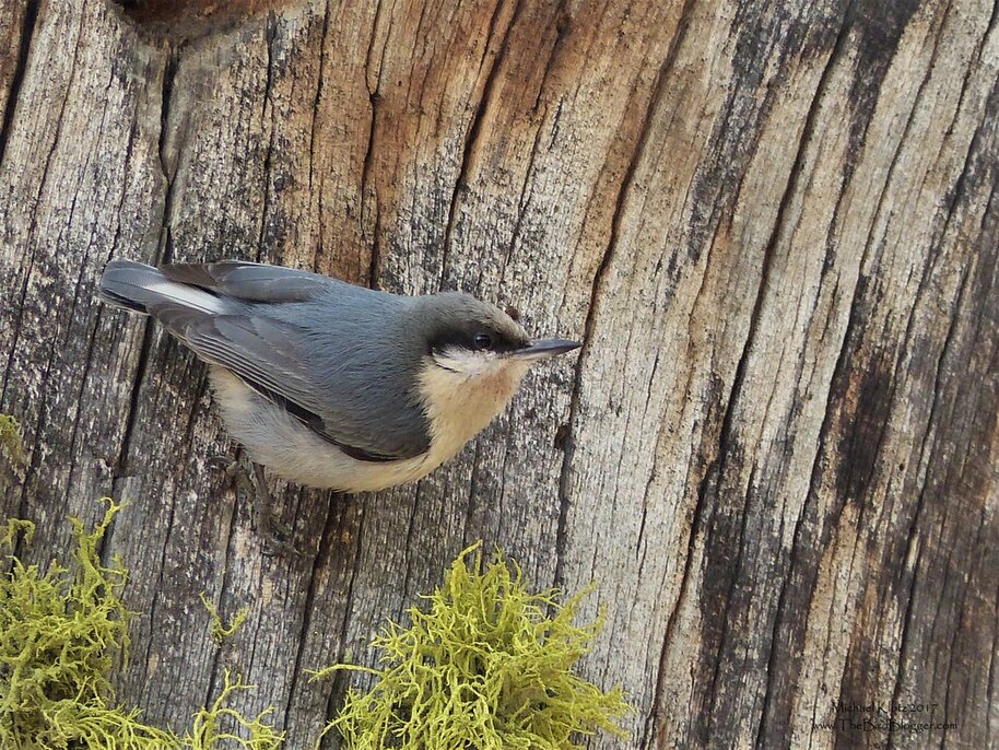 Pygmy Nuthatch - Okanagan Falls   in the hills behind Vaseaux runs a forestry road that cuts through several different  ecosystems and one of them is a dry pine forest. There were several birds in mixed flocks still moving together.  One group of small but noisy members were these Pygmy Nuthatches. This particular bird was working an old pine snag. I have always remembered the genus and species name for this bird because of the movie Charlies Angels as Cameron Diaz incorrectly calls out the name of the bird as an oriole and then quotes the Latin name as Sitta Pygmea. Is my Bird Nerd showing?    Michael Klotz - www.TheBirdBlogger.com Picture