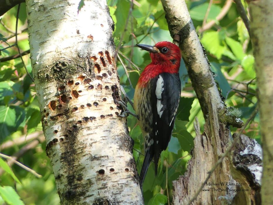 Red-breasted Sapsucker - Golden Eagle Golf Course, BC         Such a great bird to watch. They have some personality when they are interacting with other sapsuckers. This bird was reaping the rewards of his hard work by sucking out the sap that was coming to his 
