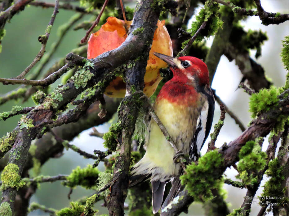 Red-breasted Sapsucker - Milner, BC        A great find for all of us on the Bird Count, My partner and I are the team for the most North East section of the Christmas Bird Count for Surrey/White Rock/Langley and found this guy. On one of the country roads in Langley, this apple tree had more than fruit hanging in it. Another find for this woodpecker of the west coast was an apple to keep it fed on the cold days when sap just doesn't flow. Red-breasted Sapsuckers are the one sapsucker found here year round leaving the drier climates to the Red-naped and Williamson Sapsuckers. east and north of Vancouver.               Michael W Klotz 2020 - www.TheBirdBlogger.com