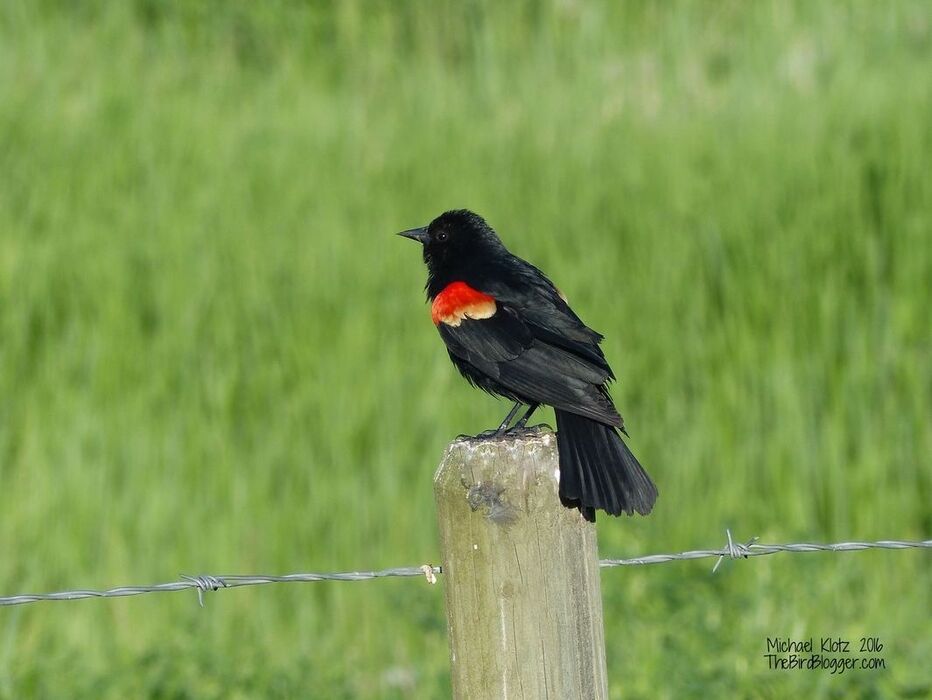 Red-winged Blackbird - Pritchard  Marking territory with the famous epaulet display. These fantastic  birds are one of the first to indicate it is summer, sometimes working ponds that still have ice on them. This blackbird was in good company with several others of his family group including Brewers Blackbirds, and Western Meadowlarks.     Michael Klotz - www.TheBirdBlogger.com Picture