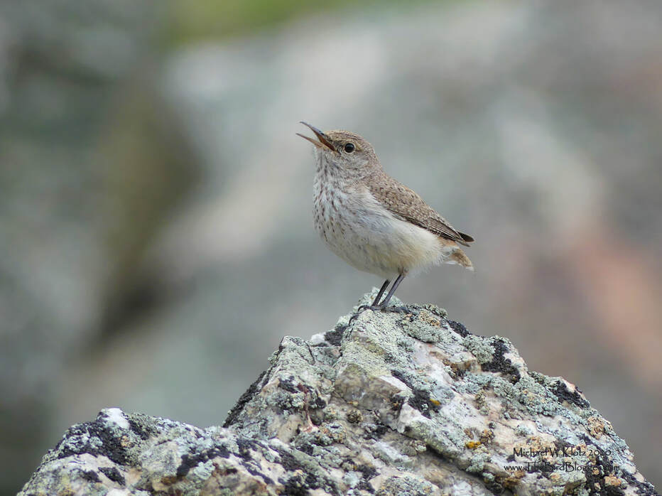 Rock Wren - Haynes' Lease Ecological Reserve, BC           This songster was loudly singing along the bottom of the rock cliffs in Haynes Lease Ecological Reserve. He was a little light on tail feathers, but that didn't seem to bother his voice one bit as he sang almost the entire time we were there. Rock Wrens are only found in a few remote places in British Columbia and one area is the only desert in Canada just north of the USA border around Osoyoos Lake. This wonderful little area is also the only place to regularly find other dry climate birds like Western Bluebirds, Common Poorwills, White-throated Swifts and Yellow-breasted Chats.                 Michael W Klotz 2020 - www.TheBirdBlogger.com Picture