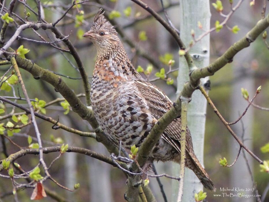 Ruffed Grouse - Kane Valley, BC  An Early morning drive up Kane Valley was very productive birding wise. Along the side of the road was this well camouflaged game bird. It apparently is used to the traffic as it casually walked to the poplar tree you see it in here and flew to the lowest branch and started eating the buds off the tree while I took a couple shots through the open window.      Michael Klotz - www.TheBirdBlogger.com Picture