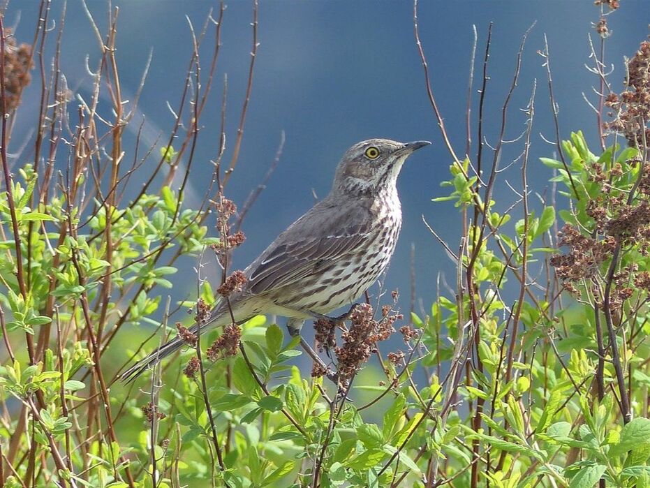 Sage Thrasher - Pitt Meadows, BC  Sage Thrashers are a very rare migrant as they head through to the sage country. It just so happened that this was the second sighting this month and more over, this one one of two birds that stopped for a quick visit. They were only here for 3 or so days. Thrashers are related to mockingbirds with the Sage Thrashers typically the most northern migrators of the lot west of the Rockies, but stick to the driest areas of scrub. They also have the shortest bill of any thrashers in North America and Caribbean.     Michael W Klotz - www.TheBirdBlogger.com