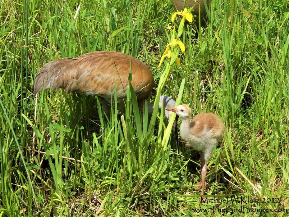 Sandhill Crane Colt - Piper Spit, BC          There is not much else as cute as a baby crane. Mom and Dad were near-by picking through the Flag Iris roots for morsels for the little one. These parents have tried nesting near Piper Spit before, but were not successful in raising any young so this was a treat to see this little one doing so well. We are lucky here in Vancouver to be able to see many of these breeding pairs so close including a long time breeding pair at Reifel Bird Sanctuary.            Michael W Klotz - www.TheBirdBlogger.com 2022