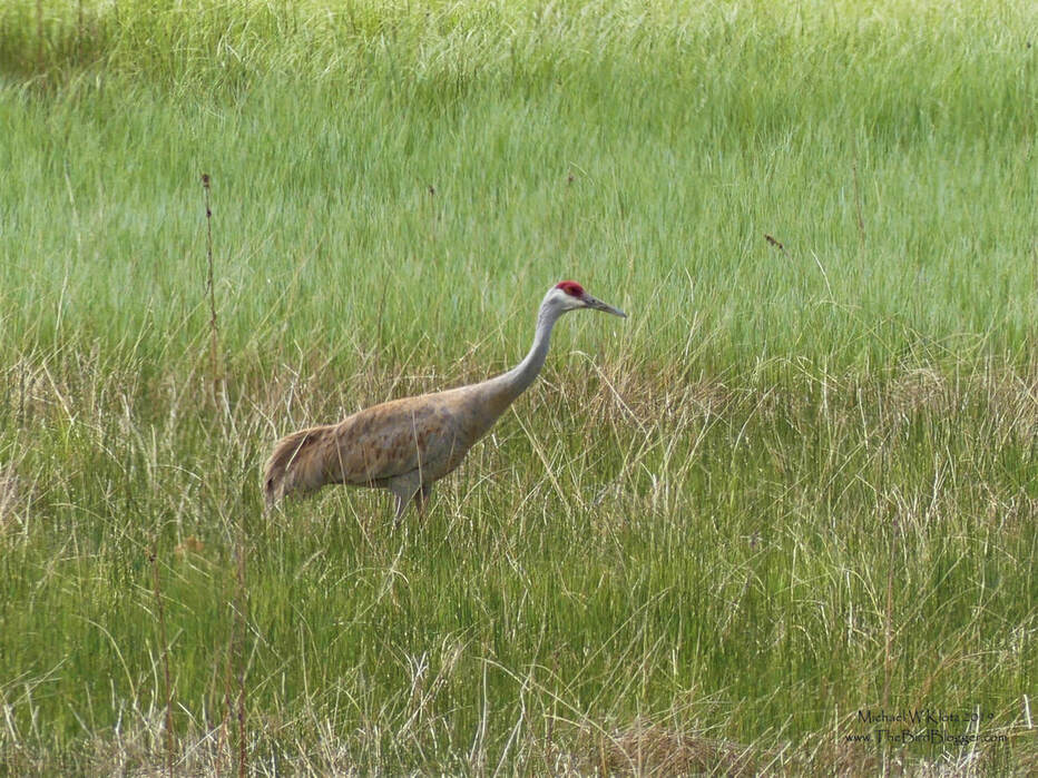 Sandhill Crane - Meadow Lake, BC        The Cariboo is the perfect place for Sandhill Cranes to raise their colts. There are plenty of pot hole lakes as well as grassland to hunt rodents and amphibians. The adult in the this picture was just outside of the Meadow Lake Guest Ranch with it's mate searching the field for food. There were several pairs of these birds calling which can be heard several miles away.              Michael W Klotz 2019 - www.TheBirdBlogger.com Picture