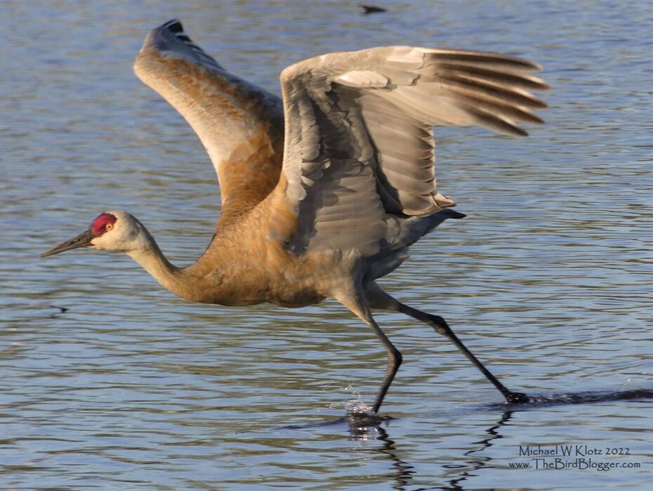 Sandhill Crane - Piper Spit, BC         I caught this stunning bird in the Golden hour taking off for the evening. Kinda like going to the store for an ice cream, that turns out if free that night and then finding out your crush is there too!!  Fast forward two months and it turns out that this bird is a proud parent of a baby crane called a 
