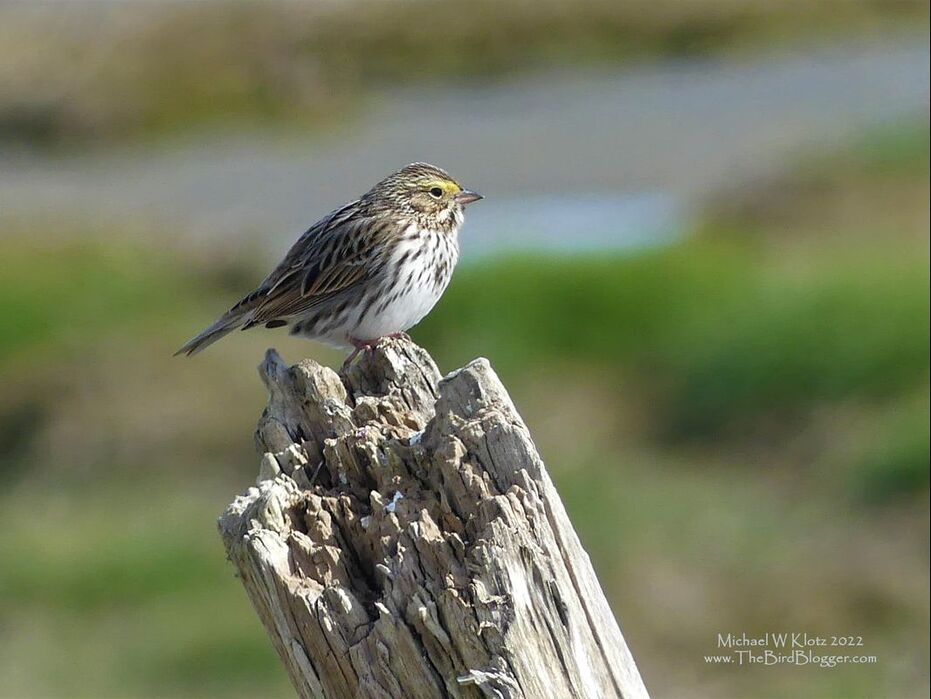 Savannah Sparrow - Boundary Bay, BC              A sure sign of spring is the trilly voice of the Savannah sparrow coming from somewhere close to the ground or a fence post highest. One of the places that we see a good many of these sparrows is our coastal dunes or dykes. This bird was photographed on Boundary Bay, named for the US-Canadian border that runs through the middle of it. For the rest of the year, a quick glimpse is usually all you get while they check pathways and roadsides for seeds.                Michael W Klotz 2022 - www.TheBirdBlogger.com