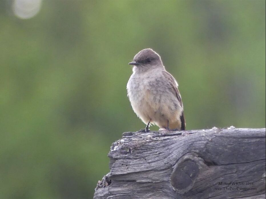 Say's Phoebe - Meadow Lake, BC         Say's pheobe's are one of the quieter flycatchers I have found. They can usually be seen hawking from fence posts or from low objects near to the ground like rocks. In this a colonial log fence did the trick and the bird was moving back and forth collecting insects on the wing. He was there for at least two days but I never did see a mate.              Michael W Klotz 2019 - www.TheBirdBlogger.com Picture
