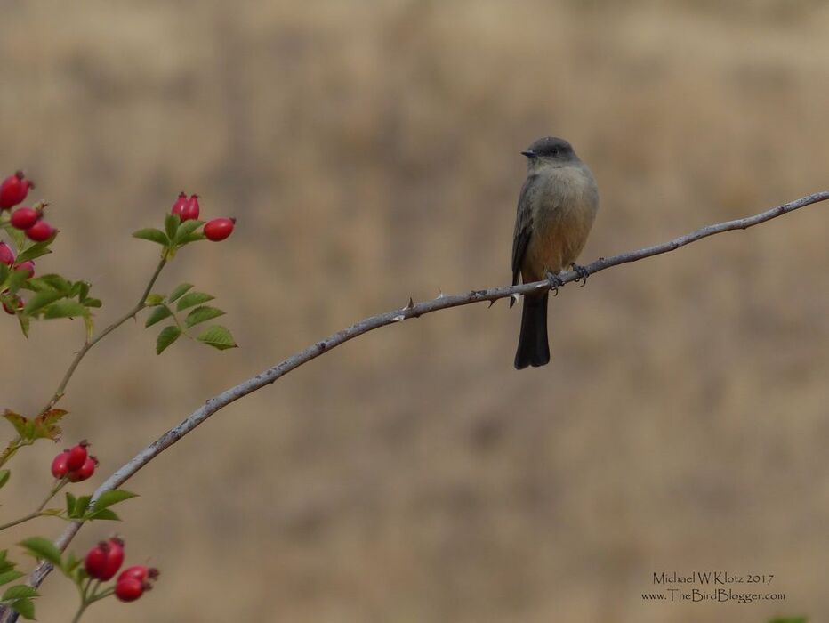 Say's Phoebe - Vernon, BC   This attentive bird was watching for the next good thing to come along very near Goose Lake in Vernon. It just so happened that he had found a perch near a fruiting wild rose with the cherry red rose hips making a great addition to the picture. Say's phoebe are a mostly western bird breeding in relatively dry climates with a preference to grasslands with a lower perch. They breed from California all the way to the northern limits of western North America, including Alaska, Yukon and NWT.     Michael Klotz - www.TheBirdBlogger.com Picture