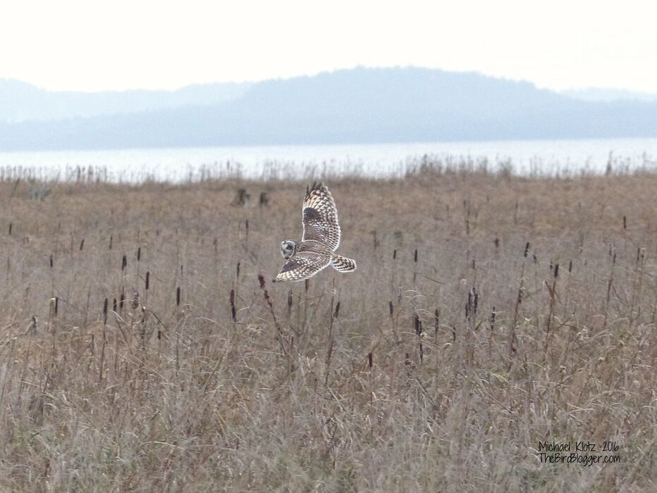 Short-eared Owl Delta BC Brunswick point is a fantastic place to bird in the winter. While I was walking the point this weekend I was lucky enough to see three Short-eared owls hunting the marsh cattail beds. Two of the owls would enter into aerial dogfights occasionally when they were close enought. It seemed to be harmless enough and there didn't seem to matter where the birds were over the marsh so I took it to maybe be young birds testing out their new skills. It is always easy to tell the short-ears from the harriers as they do not have the white rump bar but whats more is they have a very bouncy flight. Short-eared Owl Asio flammeus bird Brunswick Point Delta BC British Columbia Canada cattails bullrush marsh Georgia Strait Vancouver brown reed grass blogger com outdoor Picture
