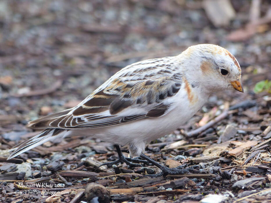 Snow Bunting - Burnaby, BC   This sometimes winter visitor was found in a very strange location indeed. Snow Buntings are typically found here on gravelly spits along the water where there are some grass seeds left from the fall. This migrant was refilling for the trip north, among the venerable halls of Simon Fraser University. It was quite a busy location with construction on one side and the roaring buses on the other. There was a small patch of Rose Garden this bird was frequenting for several days. The summer birds are much more striking with stark black on pure white but still a great bird to see here in the winter.      Michael W Klotz - www.TheBirdBlogger.com