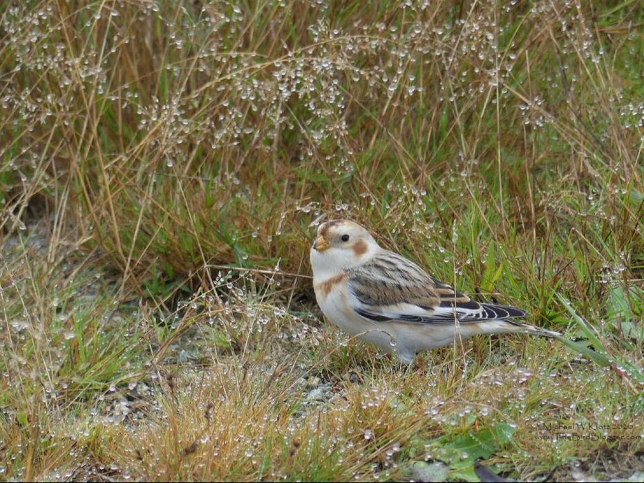 Snow Bunting - Powell River, BC           During a recent stake out of the Red-backed Shrike, a very rare bird to BC, a Snow bunting was found on the claim. In the short dewy grass, this little sparrow-like bird was picking through the gravel for a little breakfast. Snow Buntings are found throughout the northern climates in the summer but make their way south to a band just on either side of the US-Canada border. The brown feathers of this bird are a winter addition with the summer plumage a striking black and white.                 Michael W Klotz 2020 - www.TheBirdBlogger.com Picture