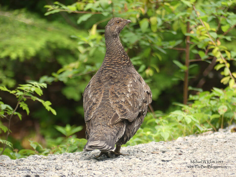 Sooty Grouse - Cypress Mountain, BC        On a recent tour I gave of our local mountains, we came upon a Sooty grouse and her three chicks just in from Bowen Lookout. She was watching from a lookout in a Hemlock tree and when she felt the coast was clear, she softly 'chucked' and on queue, the three grouse walked out onto the path, where she led them down the hill. The mating call of this bird is tremendously low pitched so that the sound caries between the mountain tops and valleys. The male of this species is very dark indeed making this female look quite light.                   Michael W Klotz 2019 - www.TheBirdBlogger.com Picture